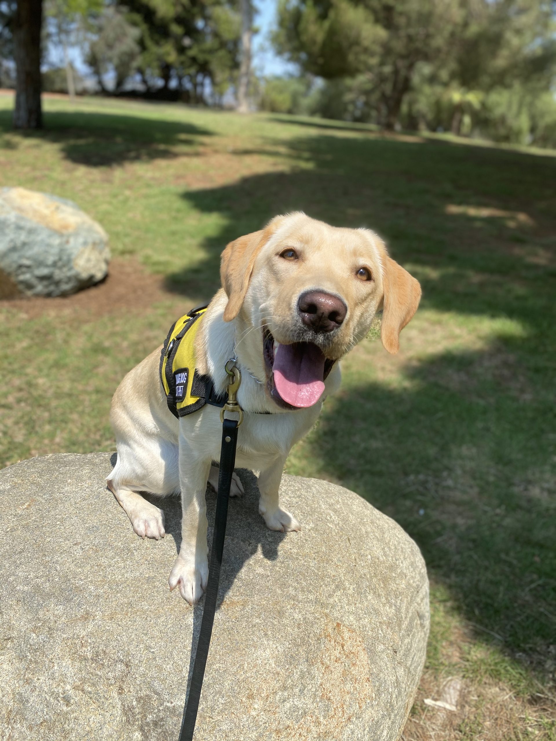 Labs and more sales rescue