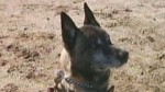National news clip with Graham Bloem discussing the adoption of Military Dogs