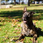 Scout