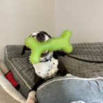 Dottie